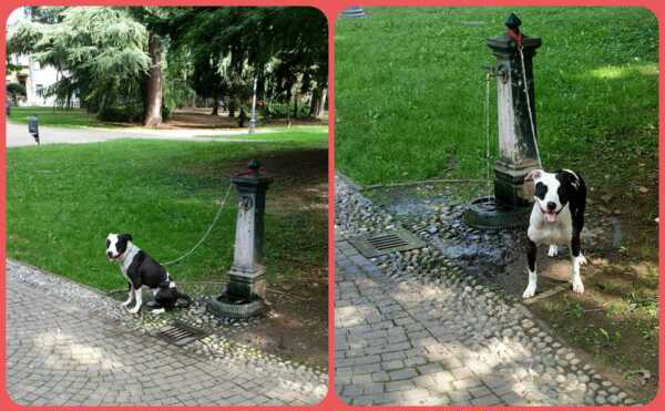 nelle foto un cane abbandonato legato con una catena a una fontanella nel parco