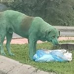 cane_colorato_verde_01