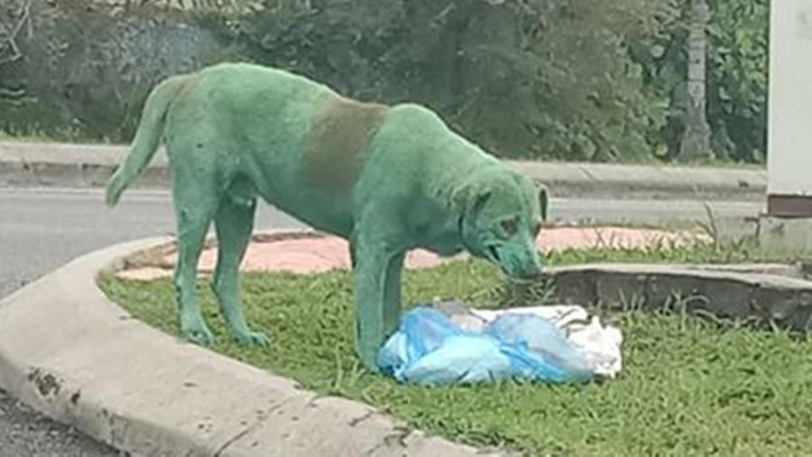 cane colorato tutto di verde che piange