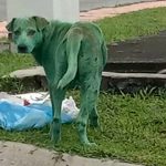 cane_colorato_verde_02