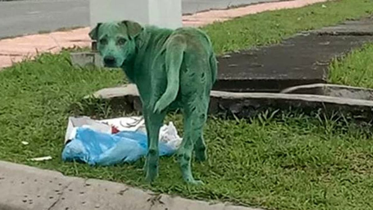 cane colorato tutto di verde che piange