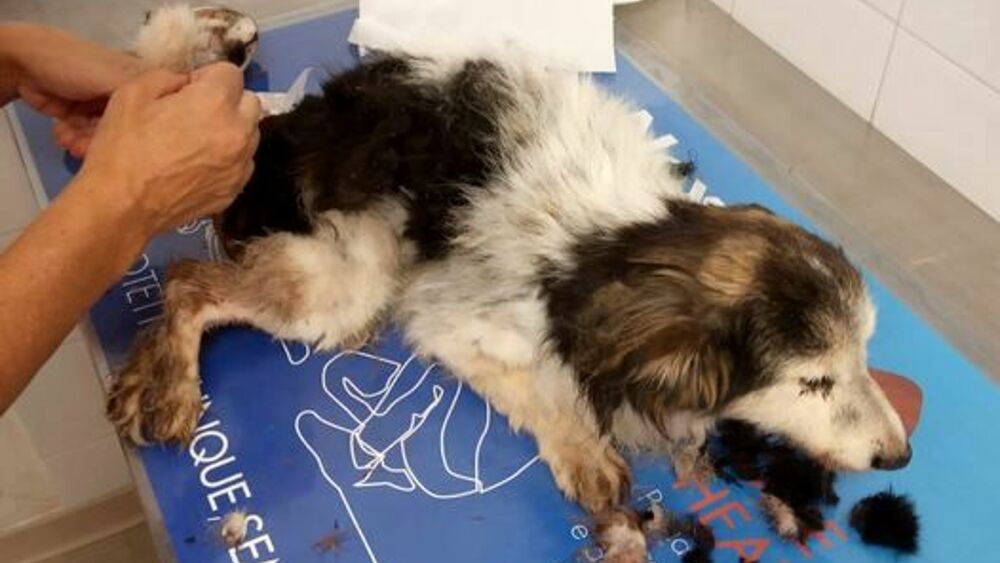 Cane anziano gettato nel cassonetto dell'immondizia sul tavolo del veterinario per le cure