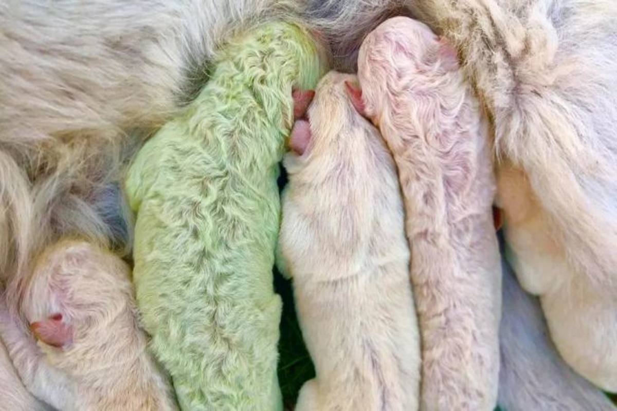 cucciolo di labrador di colore verde insieme ai suoi gratelli e alla mamma