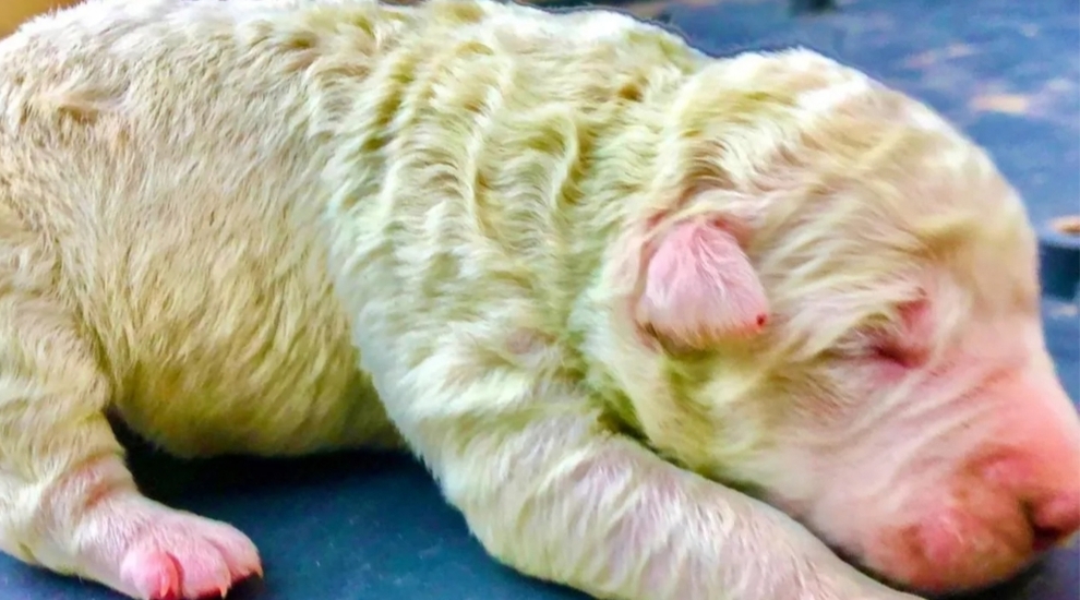 cucciolo di labrador di colore verde in primo piano