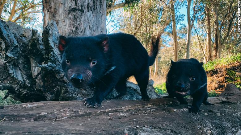 Il diavolo della Tasmania torna in natura due esemplari liberi