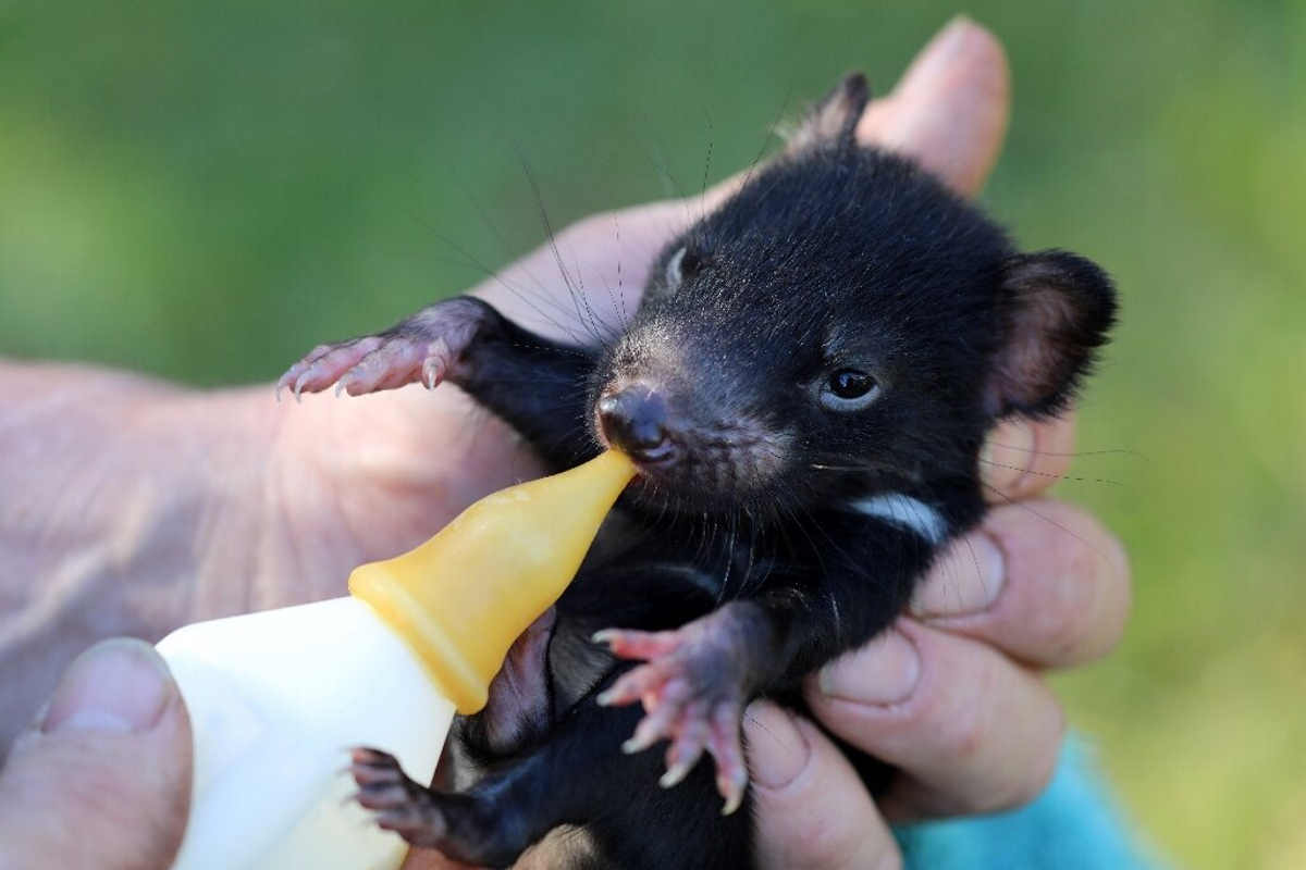 Il diavolo della Tasmania torna in natura un cucciolo che viene allattato