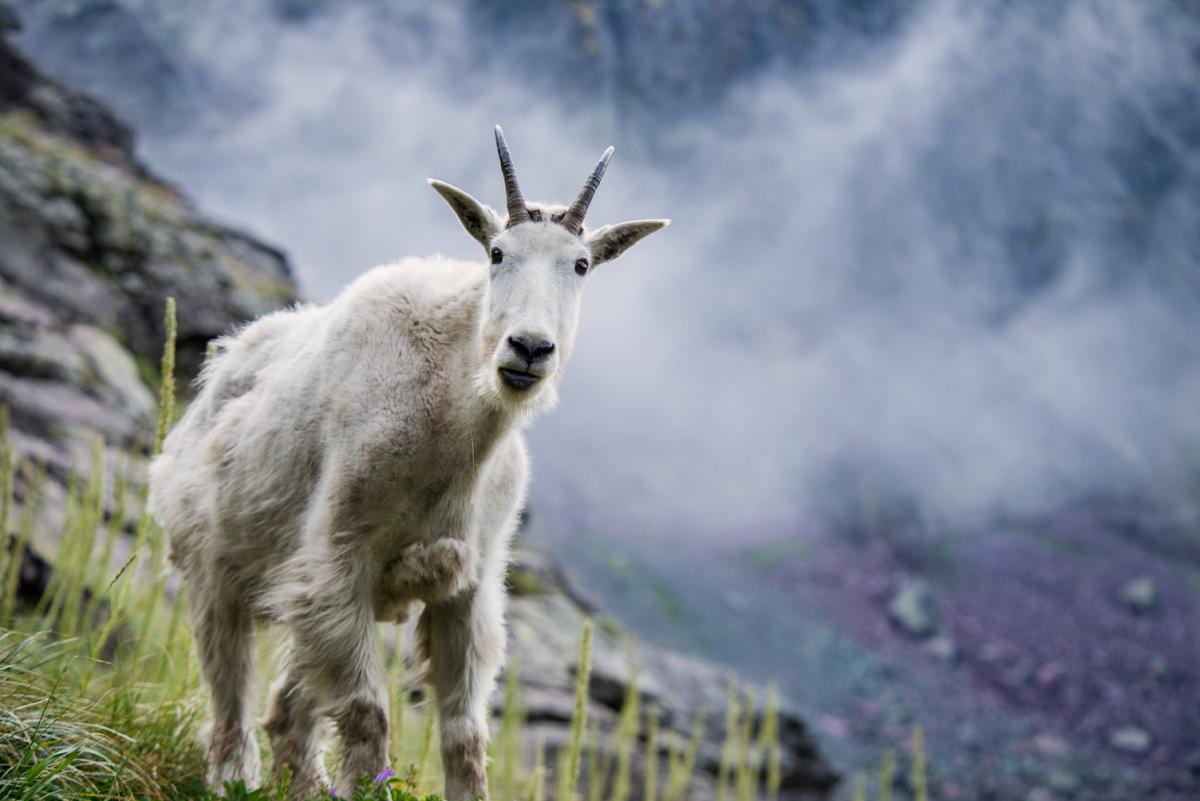 La grandiosa natura degli Stati Uniti primo piano di un caprone