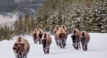 Alla scoperta della grandiosa natura degli Stati Uniti con i ranger del National Park Service
