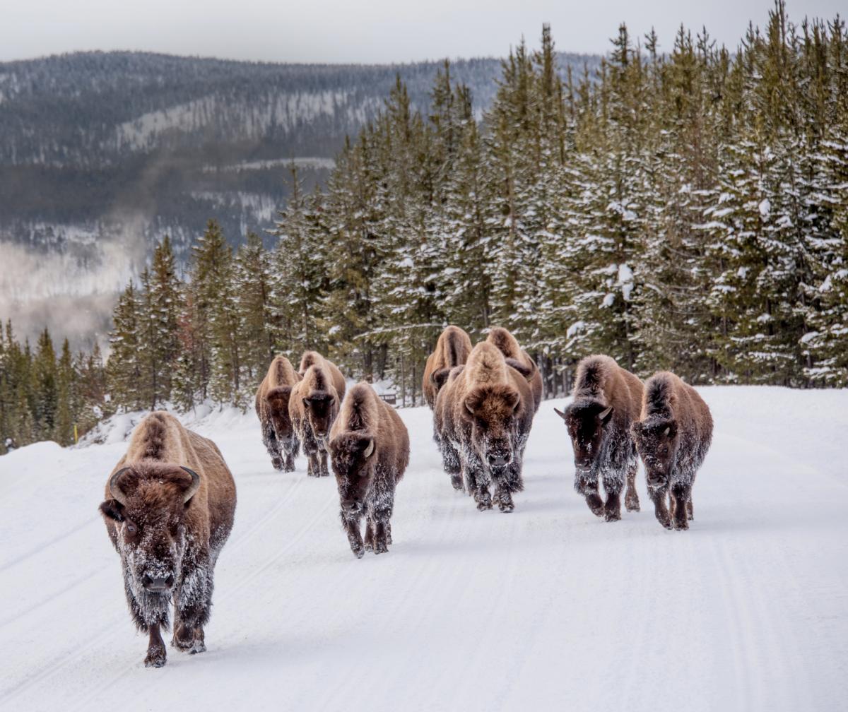 La grandiosa natura degli Stati Uniti, Montana paesaggio innevato