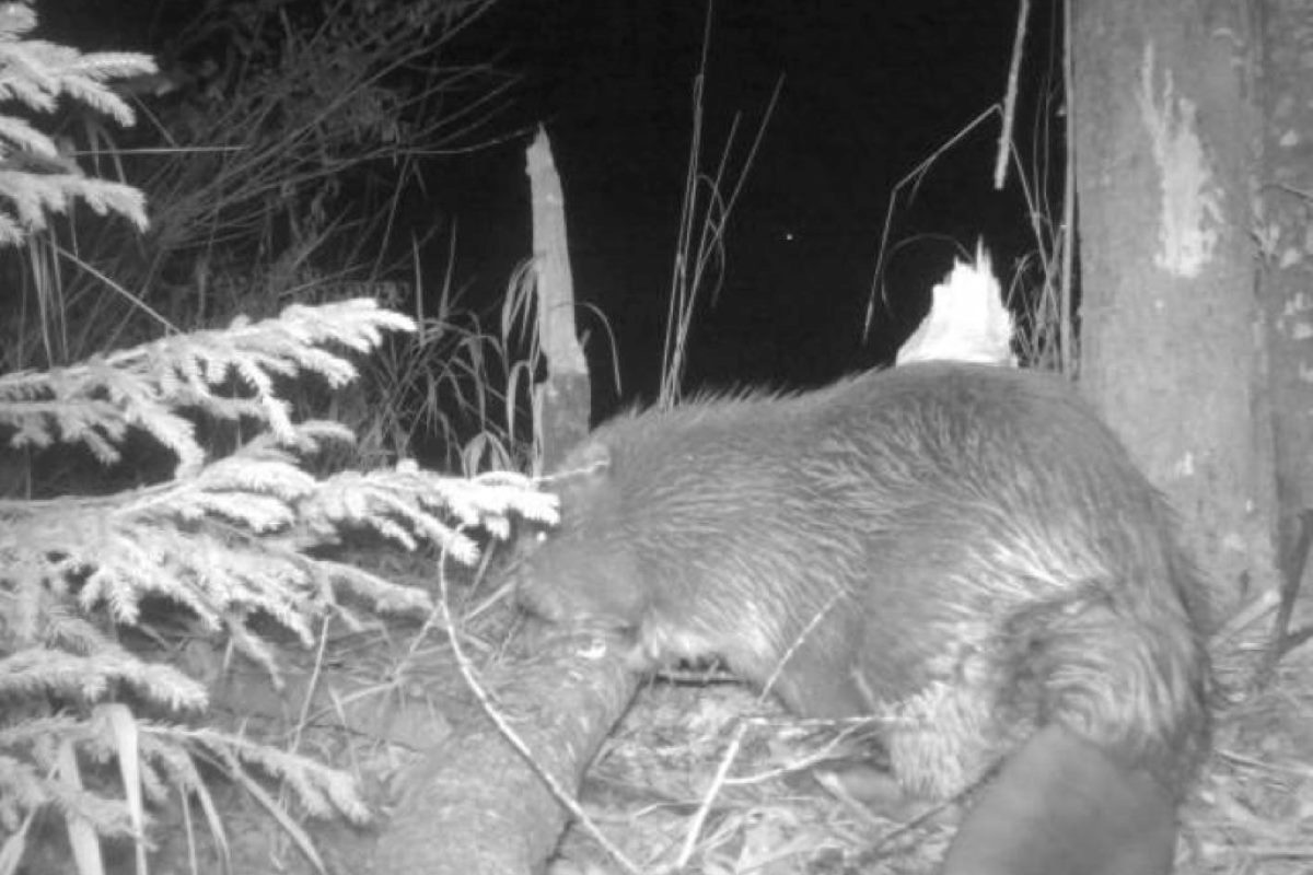 castoro Trentino Alto Adige immagine del castoro dalla fototrappola