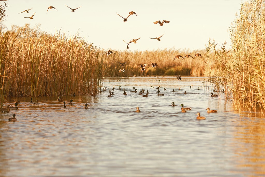 Valencia nel 2021 La Albufera