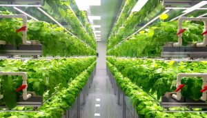 Il futuro del cibo agricoltura idroponica