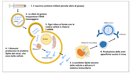 Vaccino contro il Covid-19 mrna