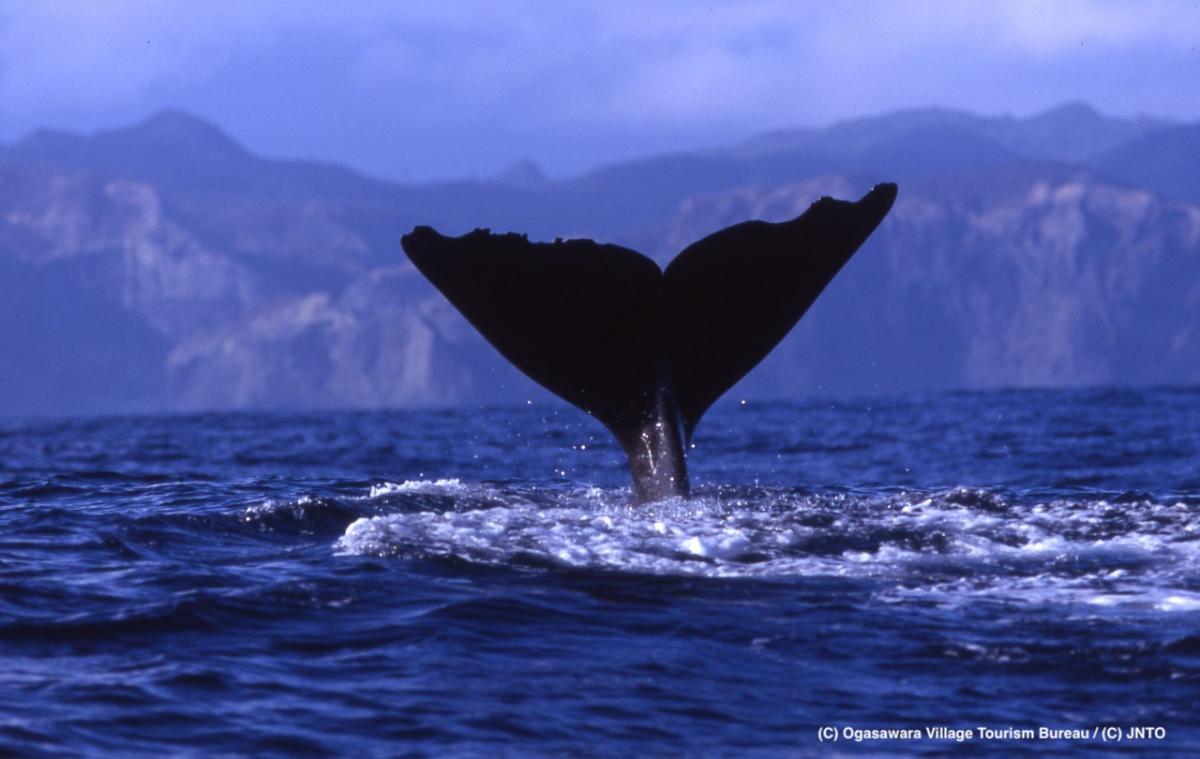 Tokyo isole Ogasawara cosa di una balena