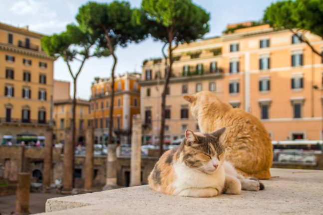 la Città dei Gatti gatti di Roma