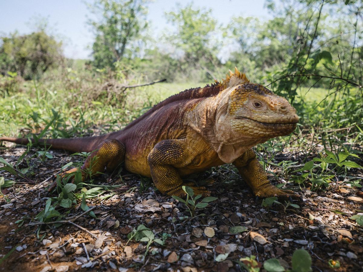 Leonardo DiCaprio iguana