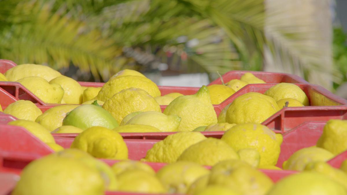 Ceste piene di limoni dell'etna IGP, prodotto al centro della Call for Startups organizzata in occasione della Giornata Mondiale contro la siccità e la desertificazione 2021