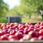 Orchard