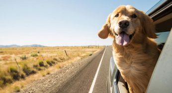 Estate con cane e gatto: 5 consigli per una vacanza serena