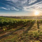 Vineyard