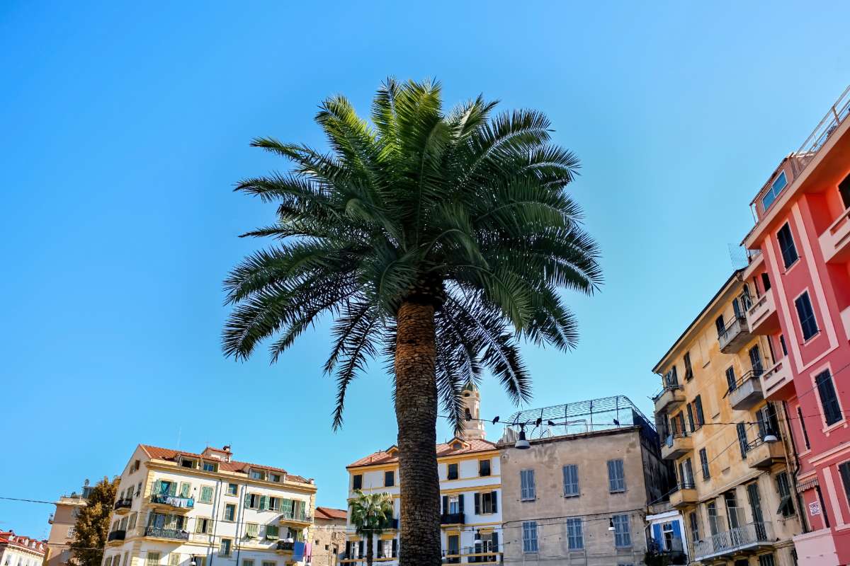 Luoghi di mare migliori del centro-nord Italia: una palma circondata da palazzi colorati tipici della città di Sanremo