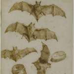 gian-domenico-tiepolo-studio-di-pipistrelli-e-scatoletta-aperta-1790-circa-disegno-a-penna-pennello-e-inchiostro_51472801126_o