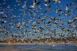 Uccelli volano sopra il mare