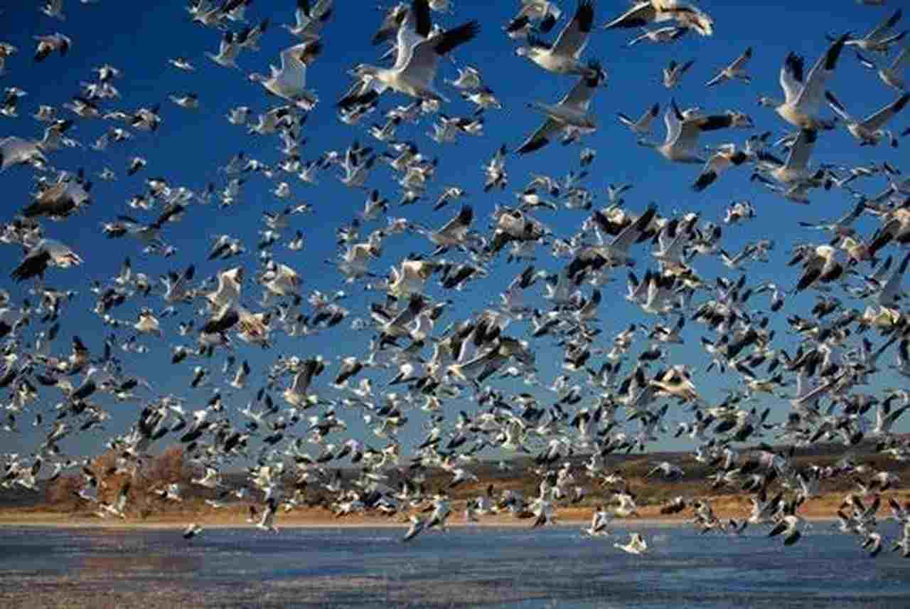 Uccelli volano sopra il mare