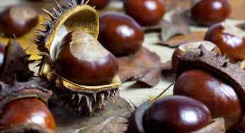 Multa da 500€ se ti beccano raccogliere le castagne, bastonano tutti
