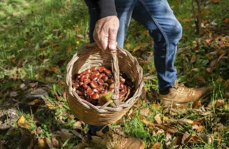 multa castagne