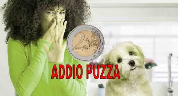 Animali in casa, con 2€ elimini gli odori indesiderati | Segreto delle nonne