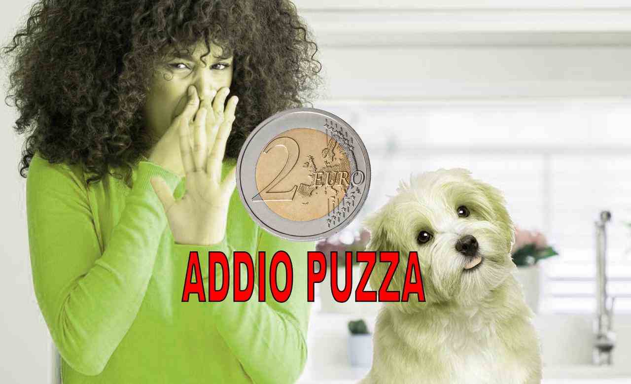 Animali in casa addio alla puzza