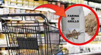 Farina di grillo, entra in commercio: verrà usata in questi prodotti da supermercato | Dal pane al cioccolato